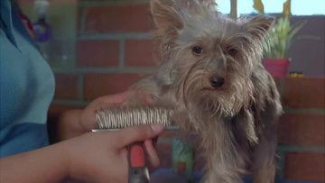 狗狗最新爆料视频下载,萌宠日常大曝光！